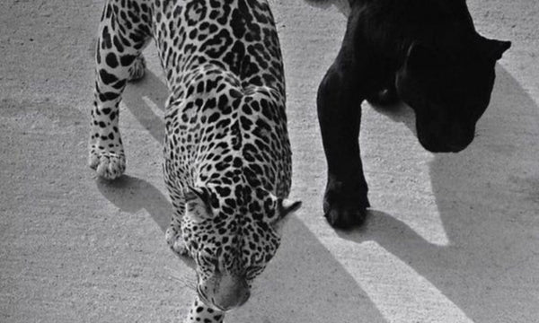 Dancing with Destiny: Navigating the Enchanted Realms of Tarot and Oracle